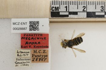 Media type: image;   Entomology 28887 Aspect: Labels